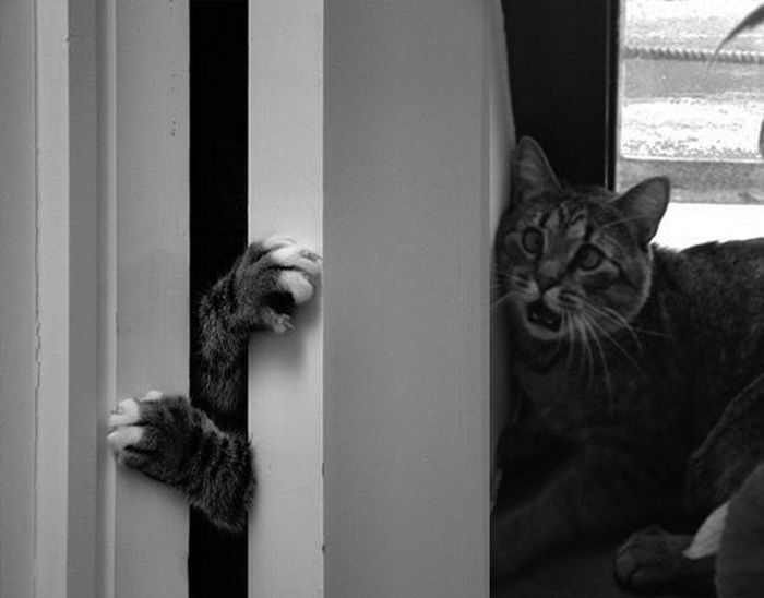 Funny cats - part 323, cute cat pictures, best cat photos