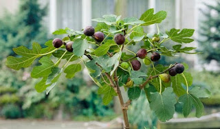 manfaat teh daun tin cara membuat rebusan daun tin, khasiat daun tin terbaru, efek samping rebusan daun tin, manfaat daun tin untuk kista ovarium, manfaat daun tin untuk kolesterol, manfaat daun tin untuk kecantikan, daun tin obat kanker, khasiat daun tin untuk paru-paru