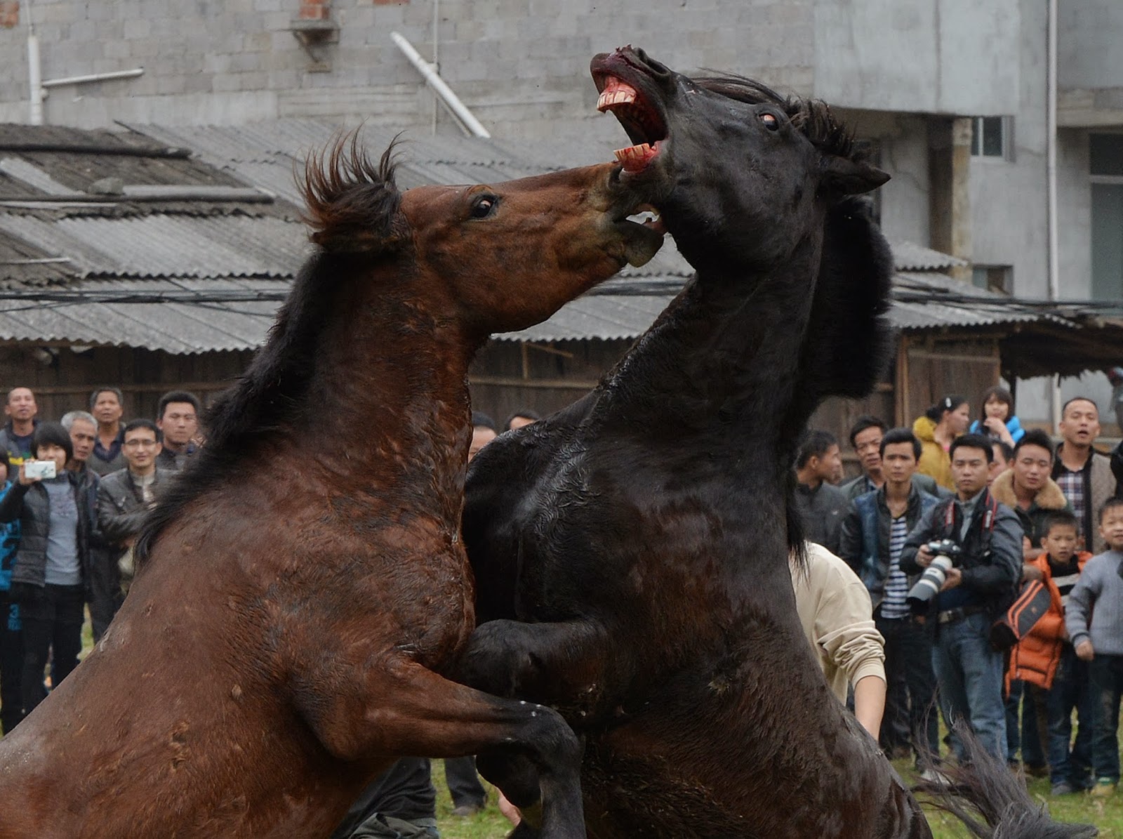 Blocking the horse. Лошади дерутся. Агрессивный конь.