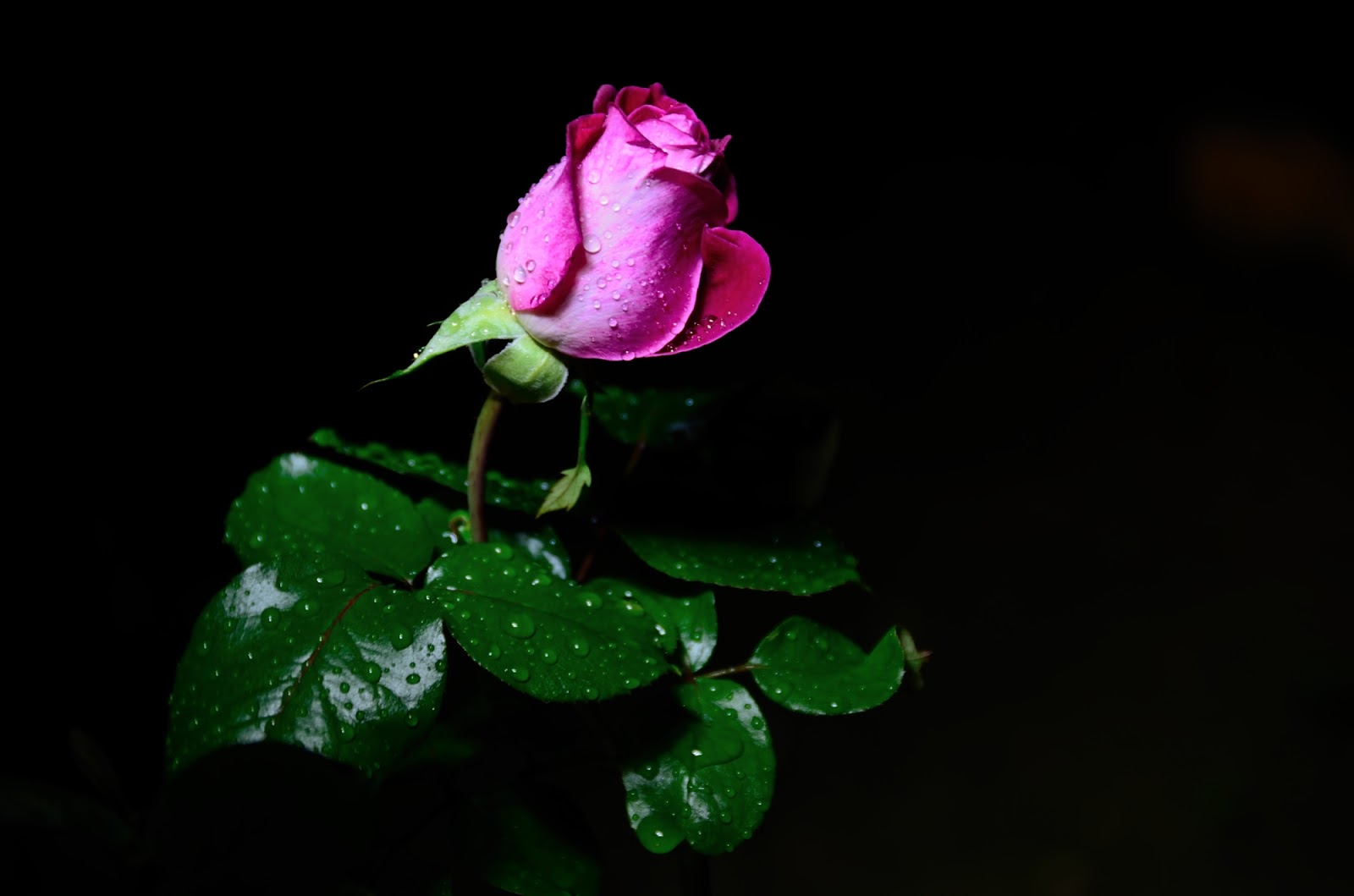 PAYASO_32092.JPG