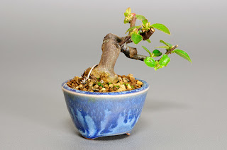 カリン-N1（花梨 プチ盆栽）Chaenomeles sinensis bonsai