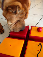 Shar Pei, Intelligenzspielzeug, Strategiespiel, Hund