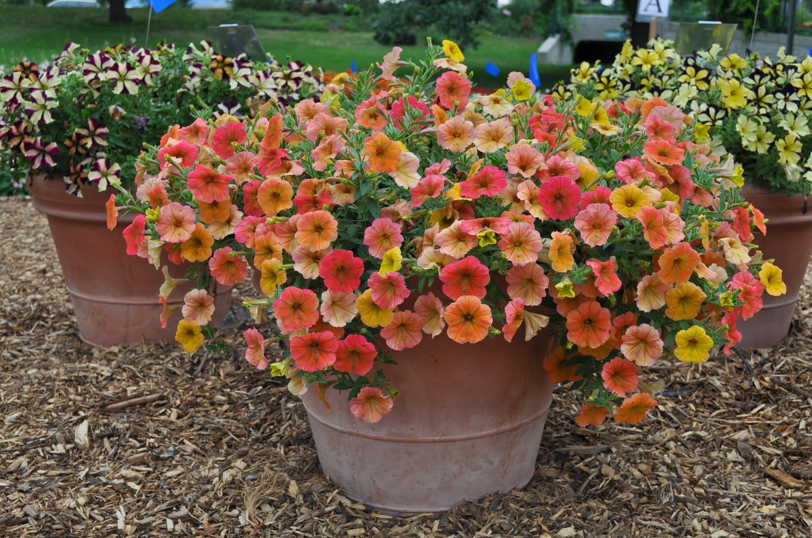COHorts CSU Announces “Best Of” Winners from 2013 Annual Flower Trials