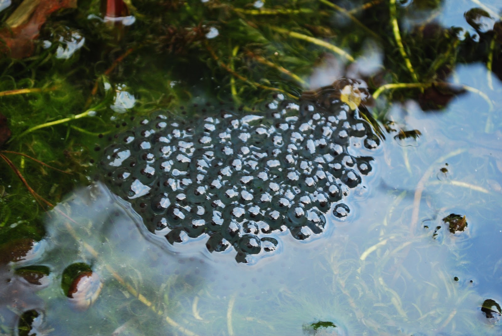 Contemplating Change: frogspawn