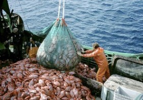 Argentina logra redes de arrastre que reducen la pesca de juveniles de merluza un 57%