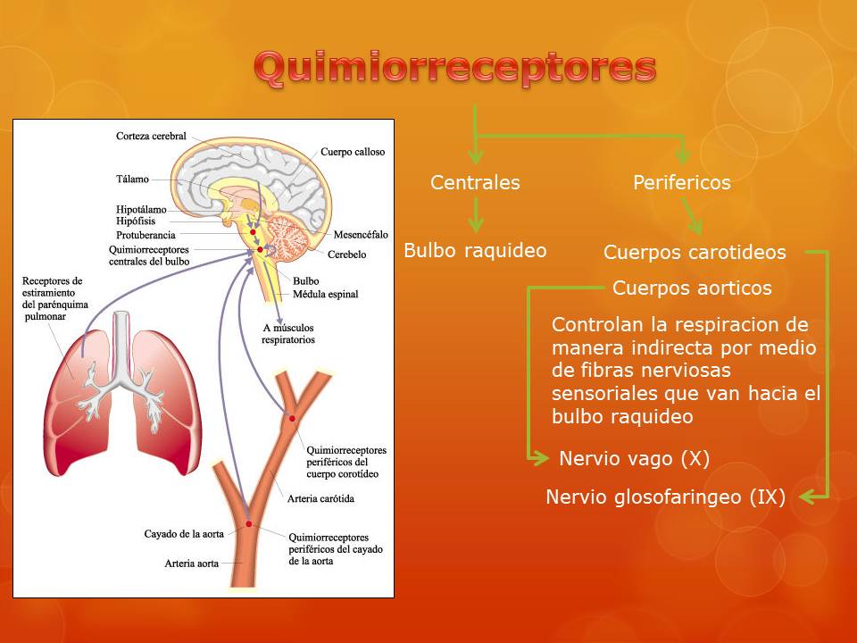 Control de la respiracion y la