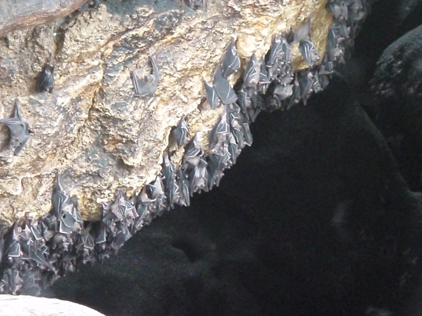 Monfort Bat Cave in Samal Island, Davao City Noelizm