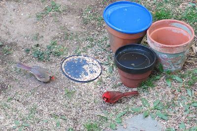 Mr. and Mrs. Cardinal, Today, April 16, 2016, 8:19:23 AM