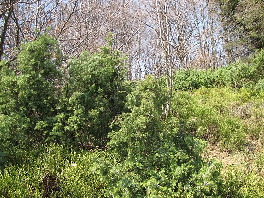 Jałowiec pospolity (Juniperus communis).