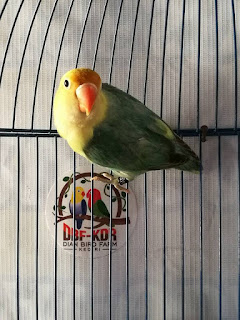 cara menghasilkan lovebird parblue cara menghasilkan lovebird parblue