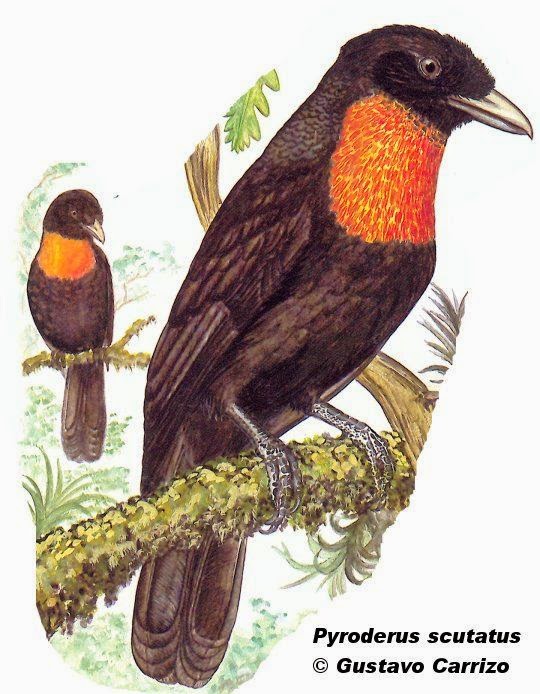 Red ruffed fruit Crow