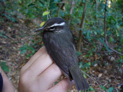 Louisiana Waterthrush migratory birds