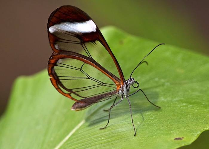 The glasswinged butterfly's name in Spanish is Espejitos which translates as little mirrors. In certain lights, the translucent wing parts have a glossy, almost reflective quality to them that makes their Spanish name effectively accurate. Whether they're seen as glass or mirrors, though, there's something absolutely fascinating about the way these butterflies' wings offer a surreal look at the environment around the insect. It's like they're tiny ornaments designed to draw the eye to the scenic appeal of nature.