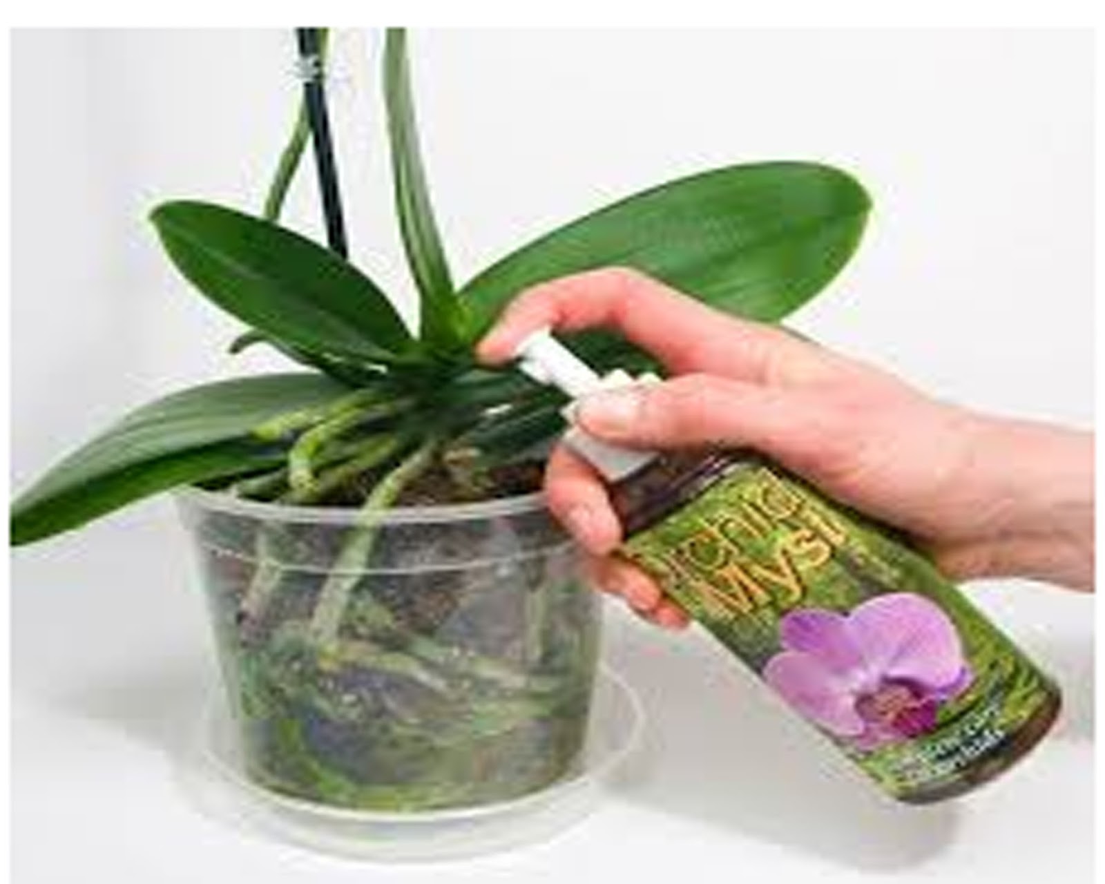 Орхидея в домашних условиях в воде. Фаленопсис полив. Фаленопсис удобрения. Орхидея в горшке. Удобрение для орхидей.