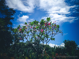 Beautiful Frangipani Plant With Red Flowers And The Clouds Sky On A Sunny Day