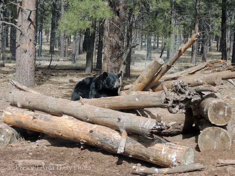 Prescott Area Daily Photo Bearizona....Bears