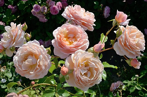 Elizabeth Stuart роза сорт фото купить саженцы Минск питомник