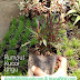 Jual Rumput Kucai Mini Harga Ekonomis
