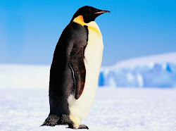 penguins fly birds cannot amazing penguin