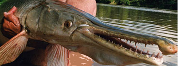 Aligator Gar Ikan Buaya di Bukit Merah