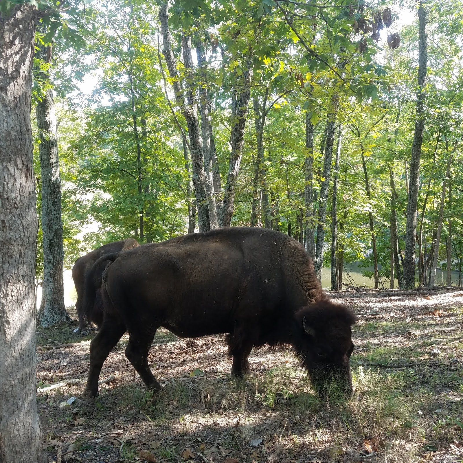 Play St. Louis Lone Elk Park, Valley Park