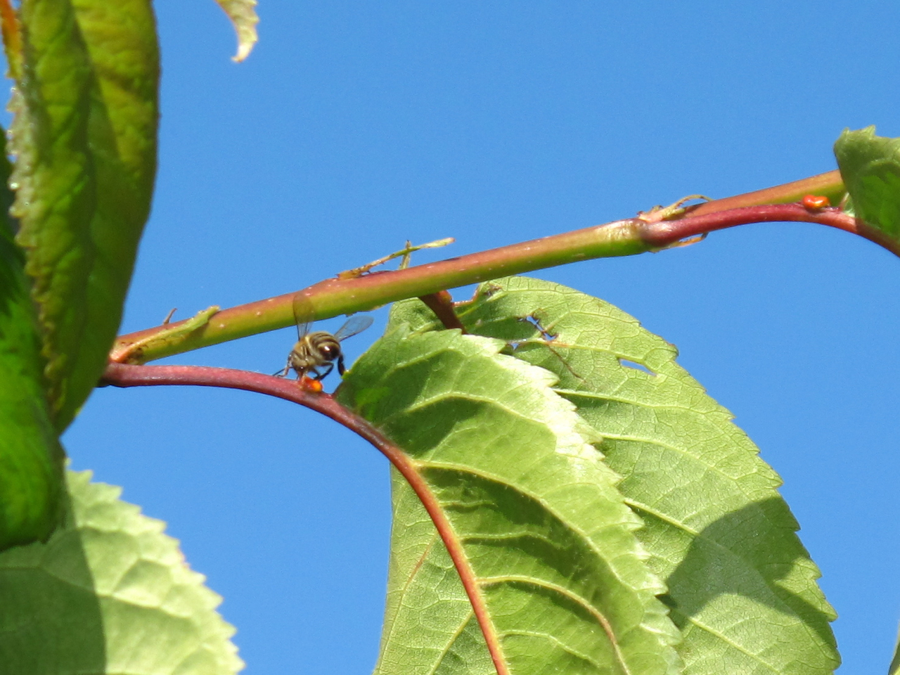 BugBlog Nectar from cherry leaves