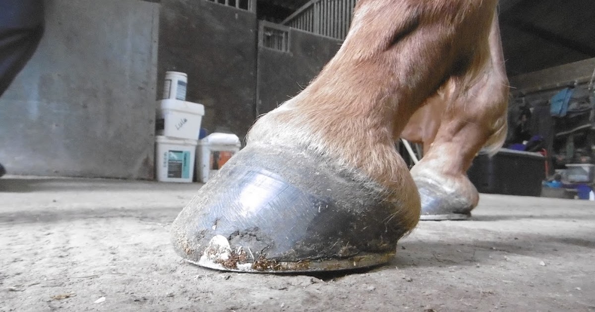 Rockley Farm New horse, more bar shoes