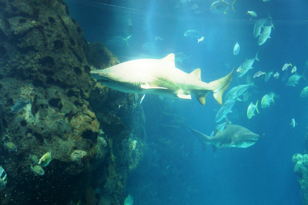 Gulf encounters Great moments in Kuwait City