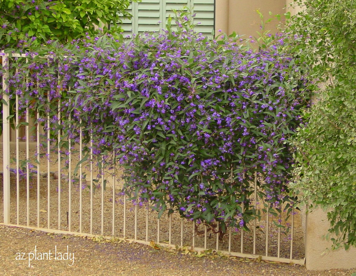 John Stefanidis Gardens Persian Lilac Syringa X Persica