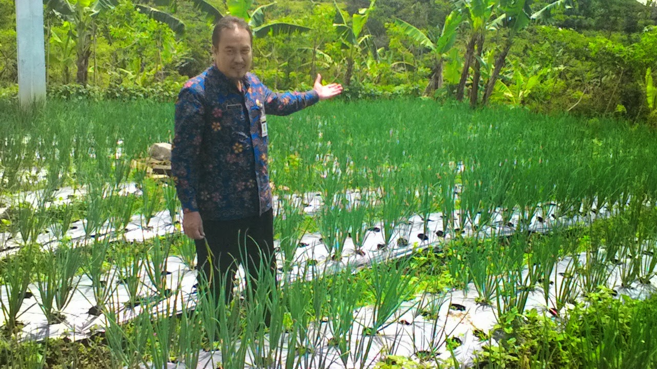 BALAI PENYULUHAN KECAMATAN PEJAWARAN DATARAN TINGGI DIENG