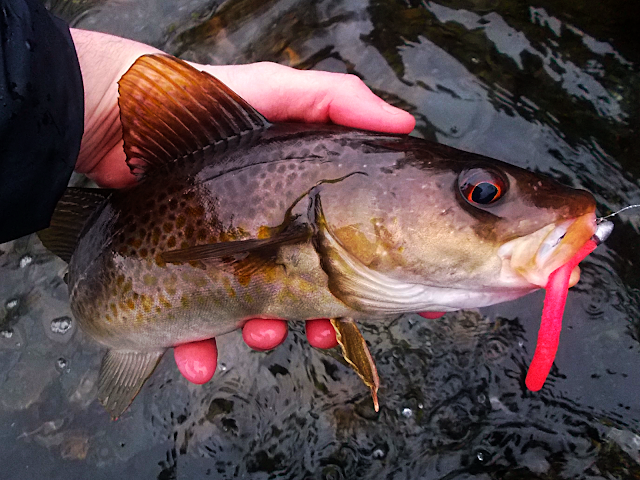 Atlantic Cod Cod