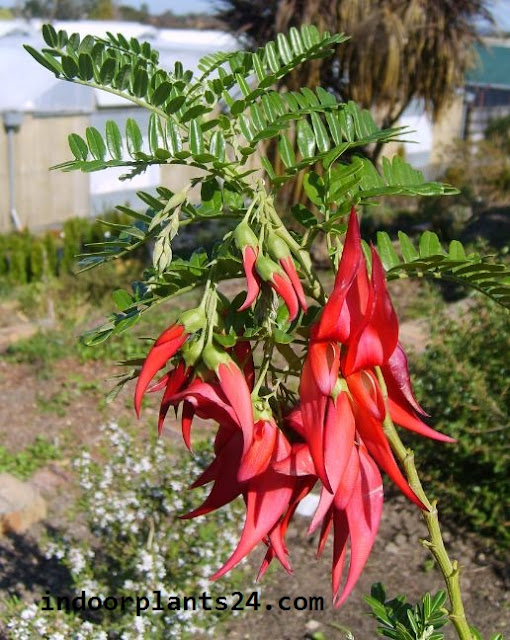 Clianthus Puniceus Leguminosae PARROT’S BEAK image Clianthus Puniceus Leguminosae PARROT’S BEAK image