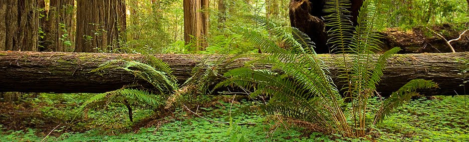 Redwood Forest Vacations