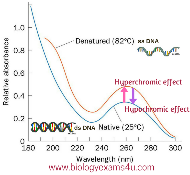ds or ssDNA has more absorbance? Double stranded and Single stranded
