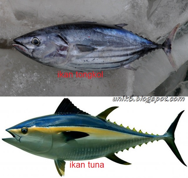 Perbedaan Ikan Tongkol Dan Ikan Tuna
