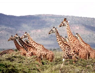 Giraffe’s can gallop 30 miles per hour