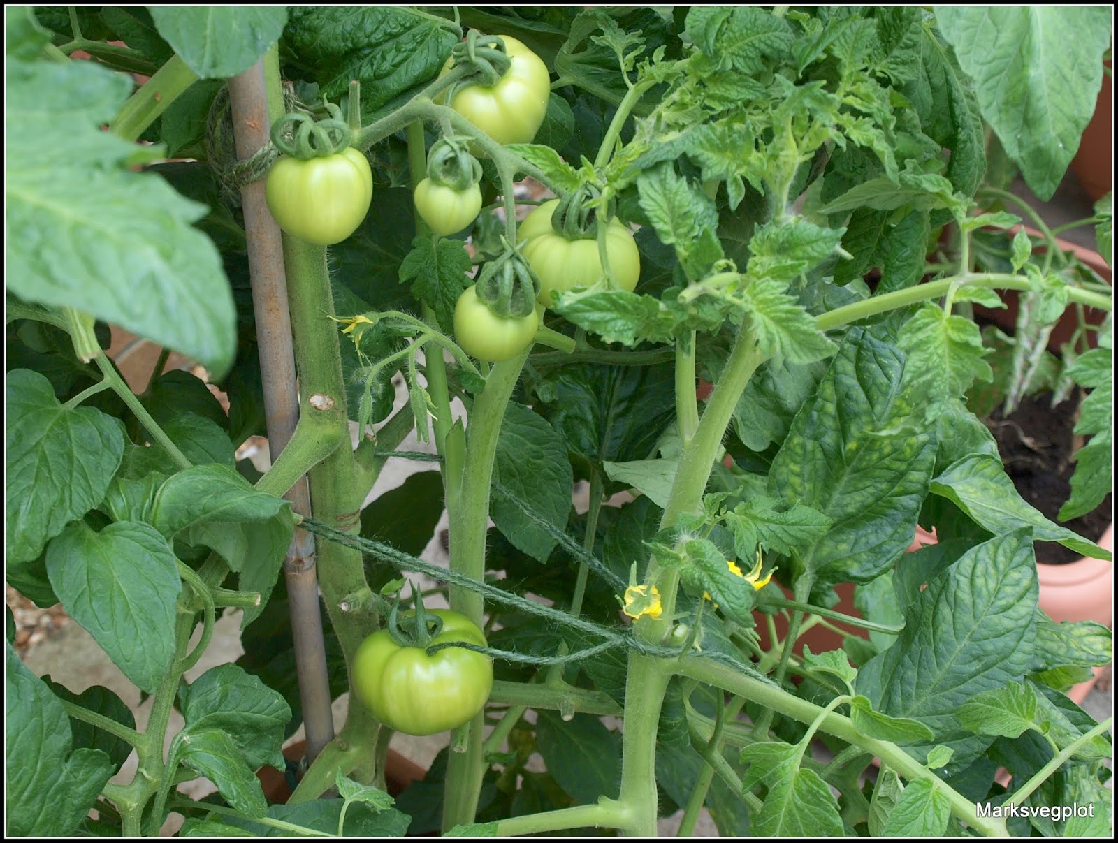 Mark's Veg Plot How to maximise your tomato harvest