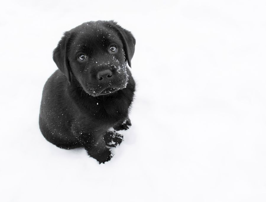 2. Puppy in the Snow by Larry Marshall Photography