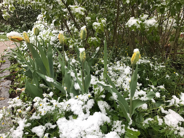 Schnee Ende April im Staudenbeet (c) by Joachim Wenk Schnee Ende April im Staudenbeet (c) by Joachim Wenk