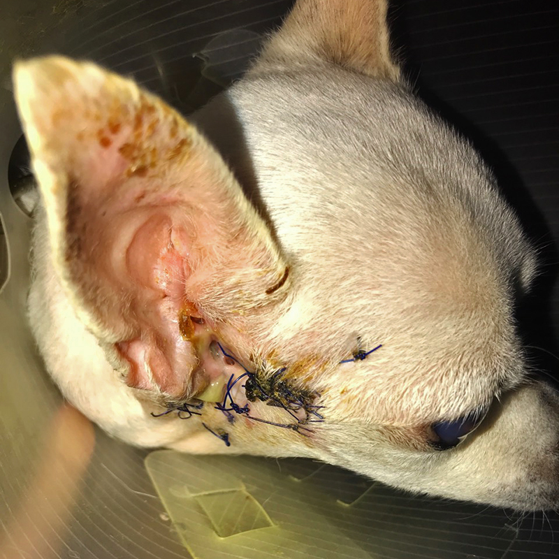 Veterinary and Travel Stories: 3182. *****A rare case of bilateral ear