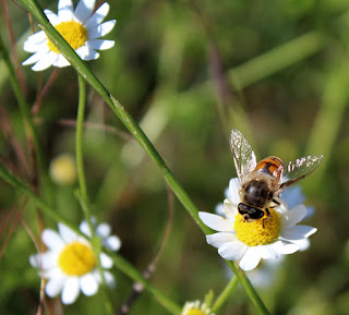 Another bee, this time with daisies Another bee, this time with daisies