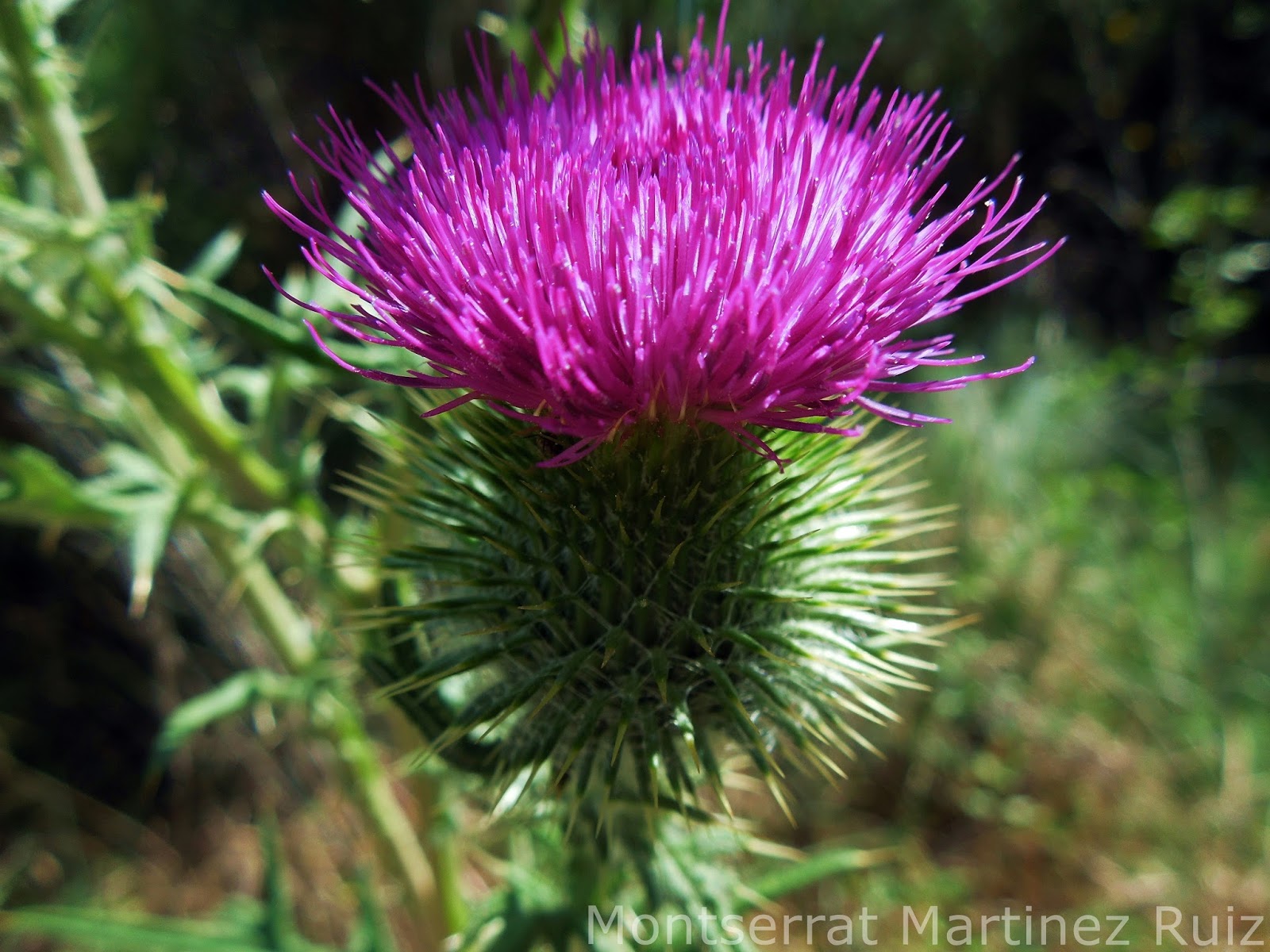 La Leyenda del CARDO - BOTÀNIC SERRAT