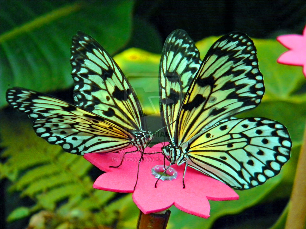 Beautiful Butterflies 11
