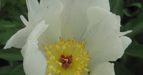 Всё о бегониях и не только...: Пион 'Брайд' / Пион 'Альбифлора' / Пион ...