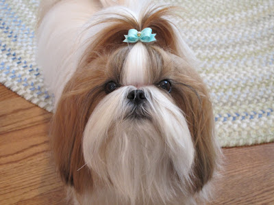 Shih Tzu, características da raça, fotos e vídeos