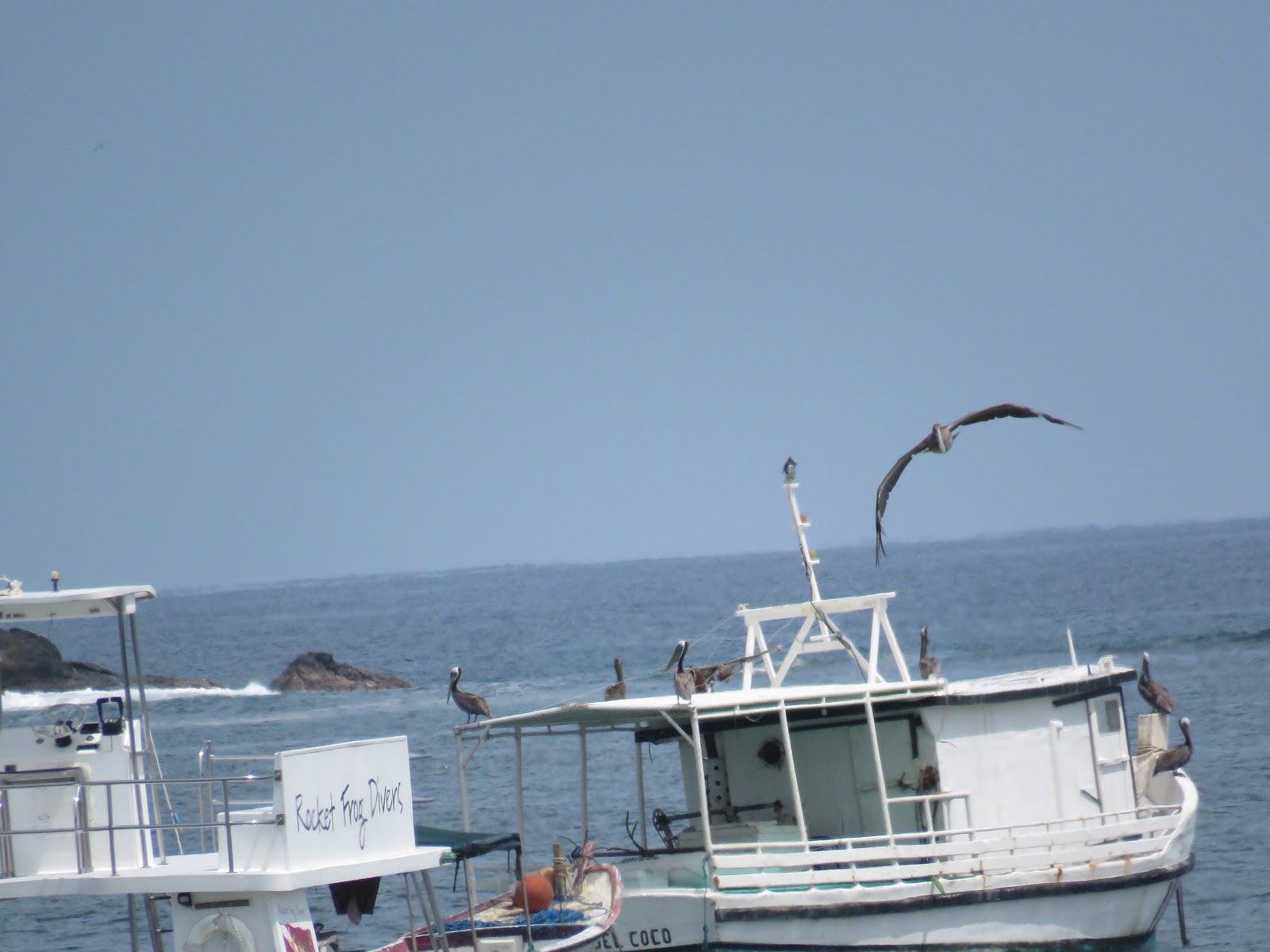 Bird & Travel Photos, Birding Sites, Bird Information BROWN PELICANS