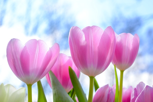 hoa tulip hồng, tím đẹp nhất