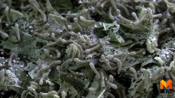 เกษตรกรชาวเมืองพะเยา ปลูกหม่อนเลี้ยงไหมสร้างรายได้นับแสน