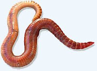 9 Benefits of worms Lumbricus for Health 9 Benefits of worms Lumbricus for Health
