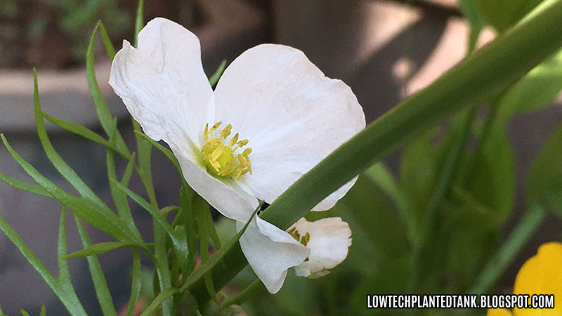 outdoor aquatic plants